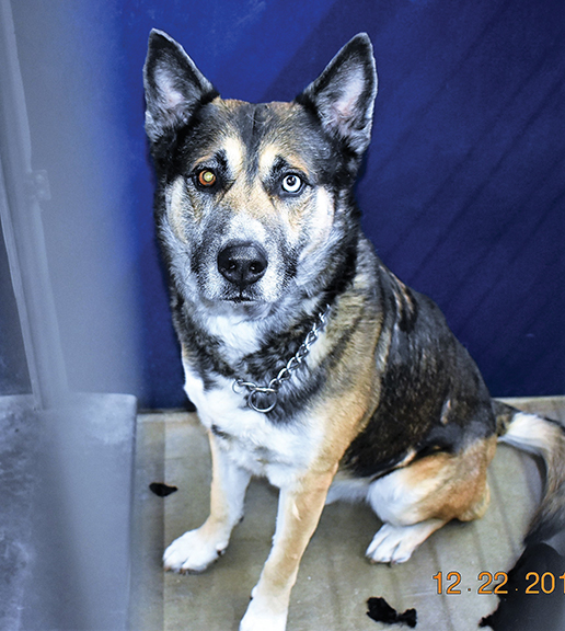 PET OF THE WEEK - January 31, 2019ng - Cover Image
