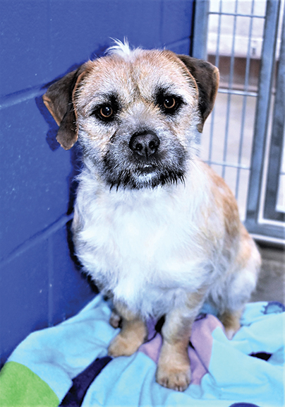 PET OF THE WEEK - March 7, 2019ng - Cover Image