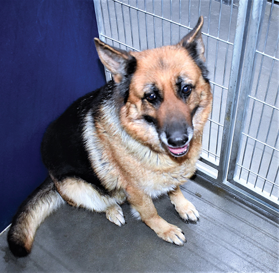 PET OF THE WEEK - April 4, 2019ng - Cover Image
